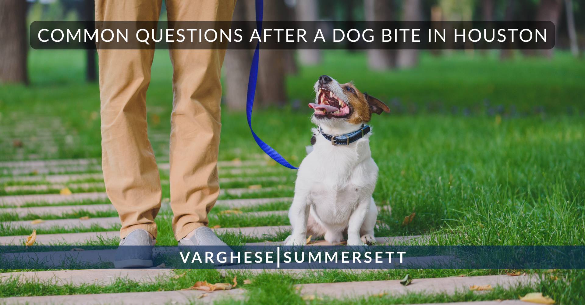 2 Common Questions After a Dog Bite in Houston | Varghese Summersett Preguntas frecuentes tras una mordedura de perro en Houston