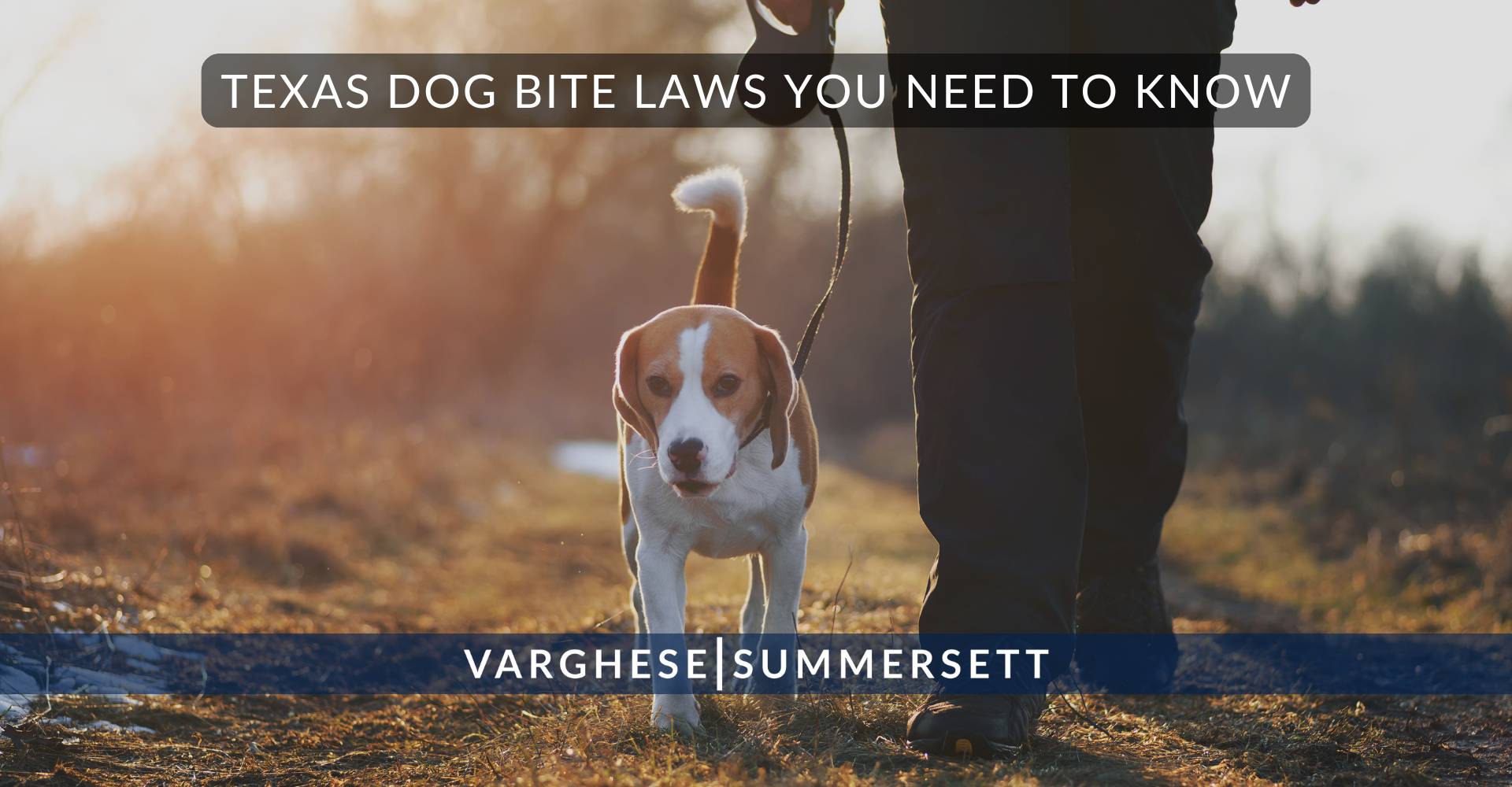 3 Texas Dog Bite Laws You Need to Know | Varghese Summersett Leyes de Texas sobre mordeduras de perro que debes conocer