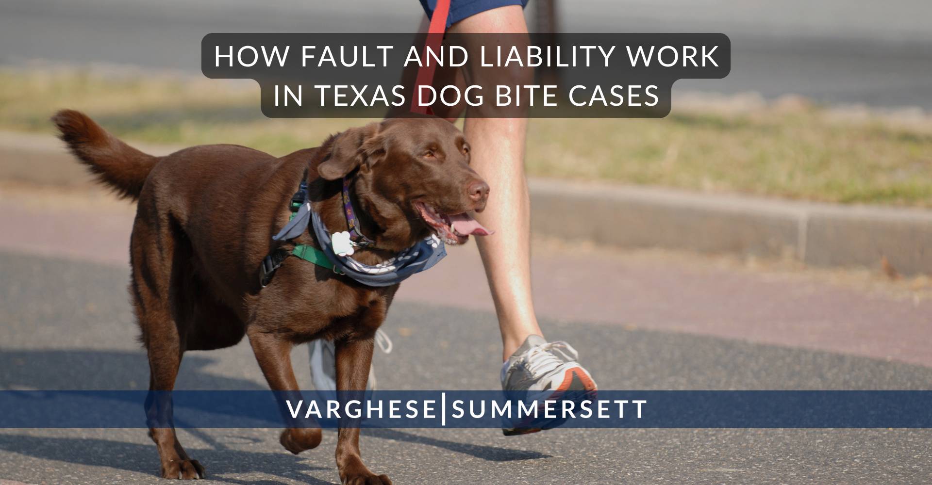 4 How Fault and Liability Work in Texas Dog Bite Cases | Varghese Summersett Cómo funcionan la culpa y la responsabilidad en los casos de mordeduras de perro en Texas