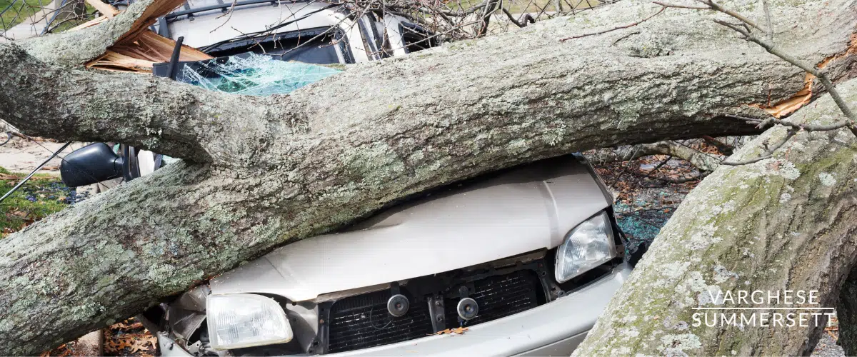 Car trapped under tree limb