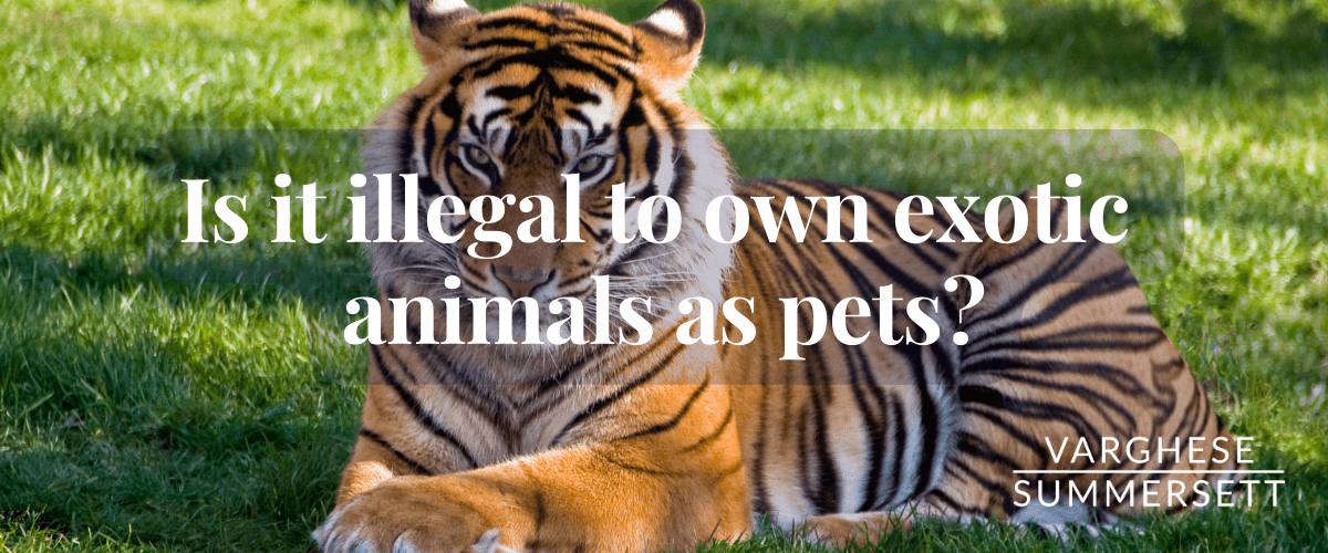 ¿Es ilegal tener animales exóticos como mascotas?