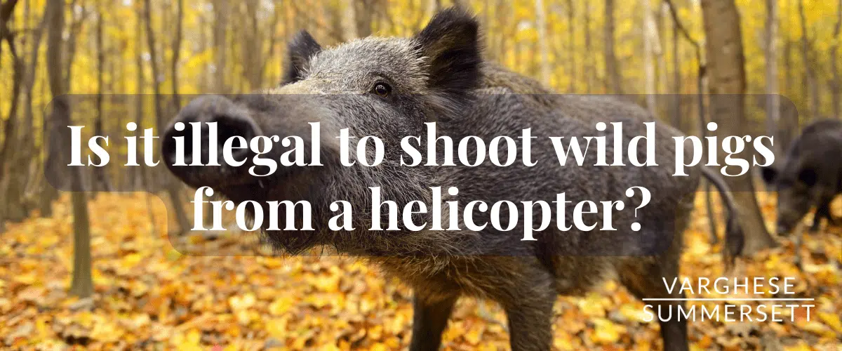shooting of wild pigs