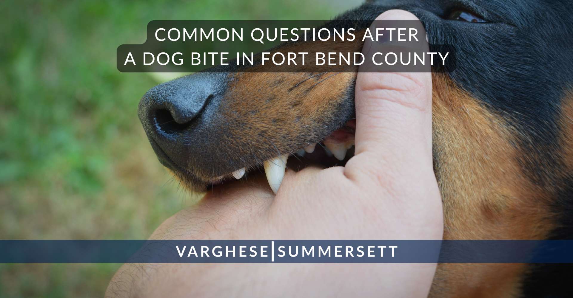 Common Questions After a Dog Bite in Fort Bend County