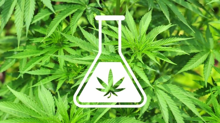 Is Delta-8 THC Legal In Texas? Texas Lawyer Answers