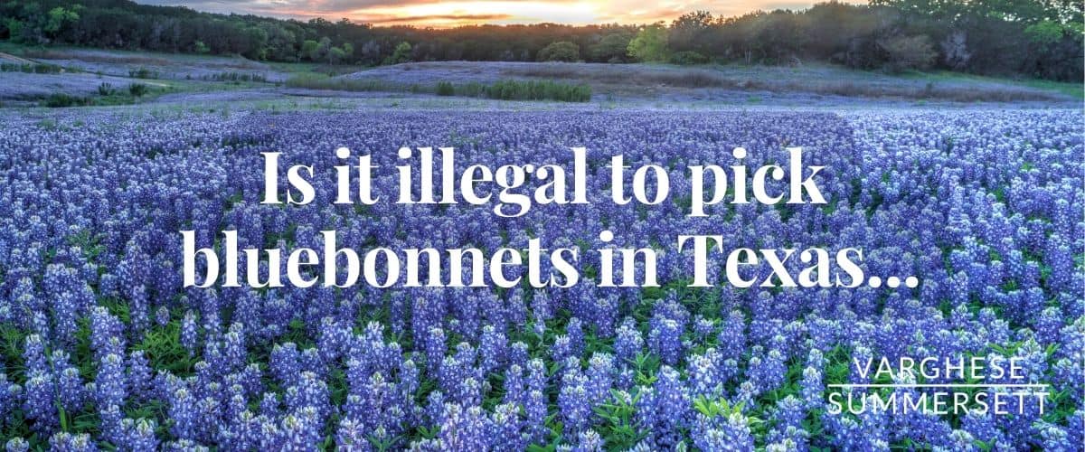 ¿es ilegal recoger bluebonnets en Texas?
