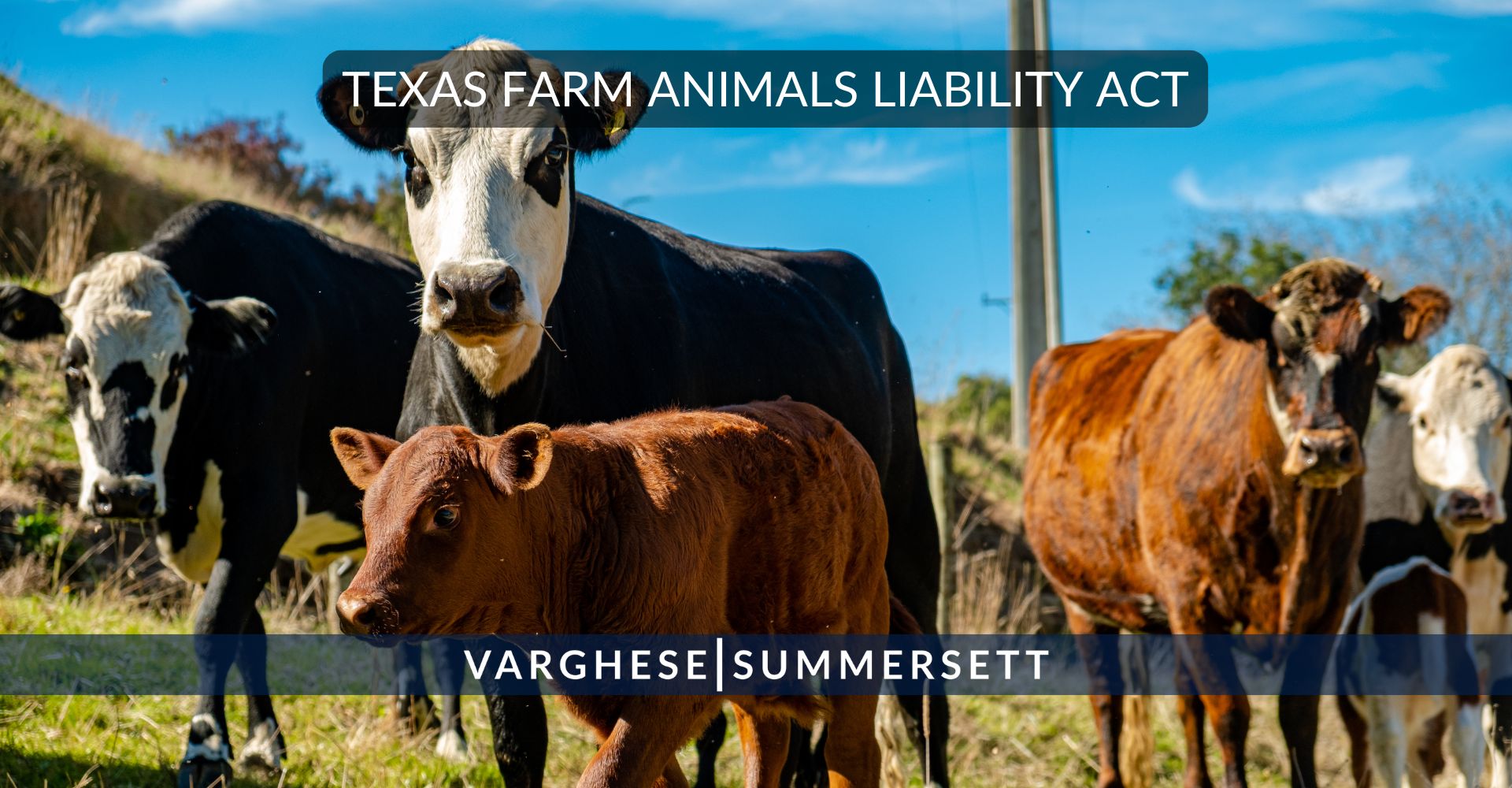 Texas Farm Animals Liability Act (FALA) and Injuries Related to Farm Animals